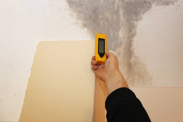 Best Airborne Mold Testing  in Apollo Beach, FL
