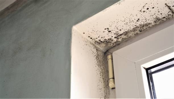 Best Mold Damage Restoration  in Apollo Beach, FL