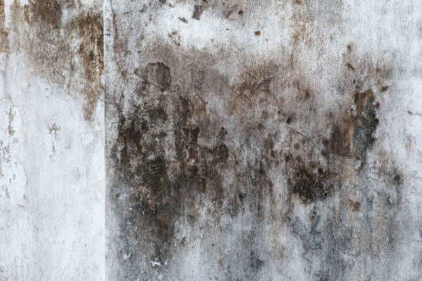 Best Residential Mold Inspection & Testing  in Apollo Beach, FL