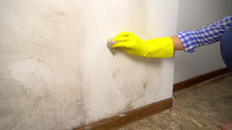 Best Black Mold Removal  in Apollo Beach, FL
