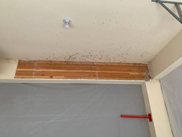 Professional Mold Removal in Apollo Beach, FL