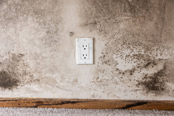 Best Mold Documentation for Insurance Claims  in Apollo Beach, FL