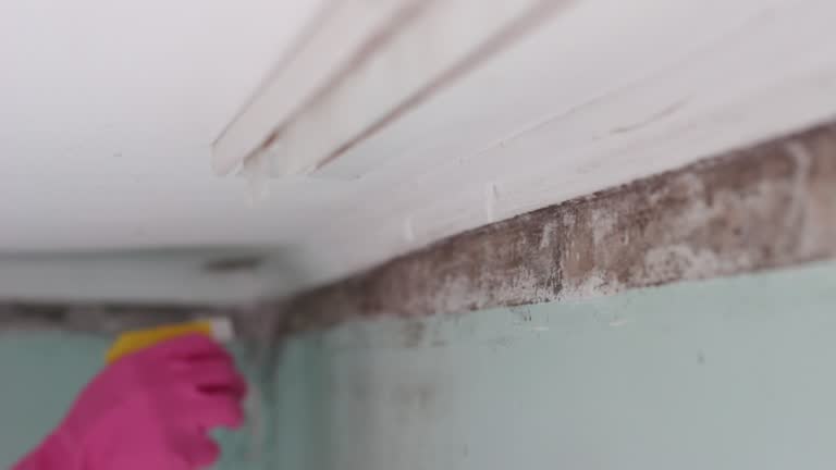 Best Mold Remediation for Healthcare Facilities  in Apollo Beach, FL